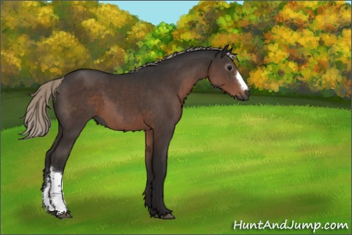Horse Color:Gray Silver Black 