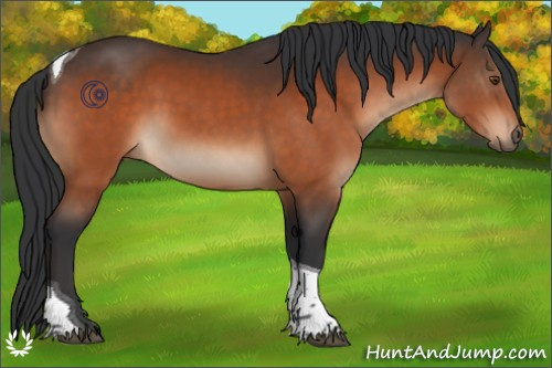 Horse Color:Bay Tobiano 