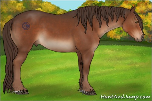Horse Color:Liver Chestnut Sabino 