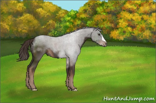 Horse Color:Liver Chestnut 
