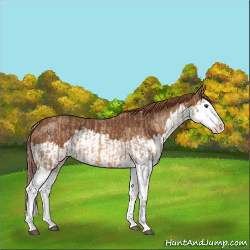 Horse Color:Red Dun Splash  and Chestnut Splash 