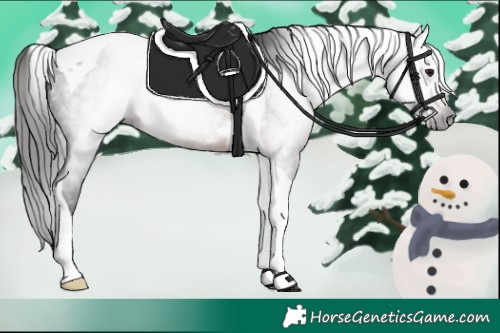 Horse Color:Gray Bay Roan Tobiano