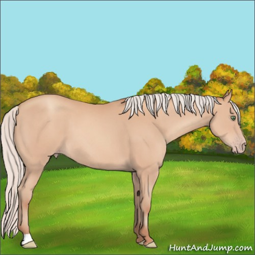 Horse Color:Silver Amber Champagne 