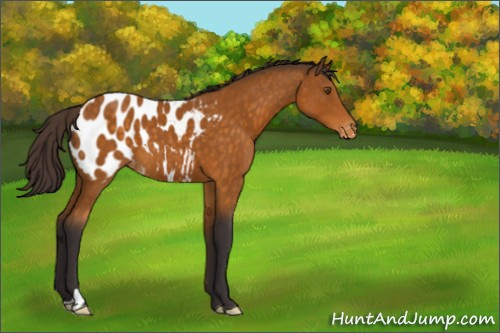 Horse Color:Buckskin Appaloosa