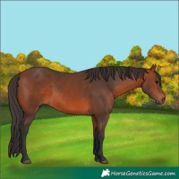 Horse Color:Bay 