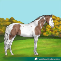 Horse Color:Silver Black Sabino Splash Tobiano