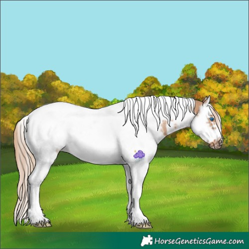 Horse Color:Red Dun Sabino Splash Tobiano Frame Rabicano 