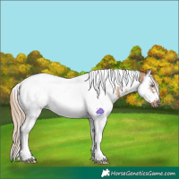 Horse Color:Red Dun Sabino Splash Tobiano Frame Rabicano 