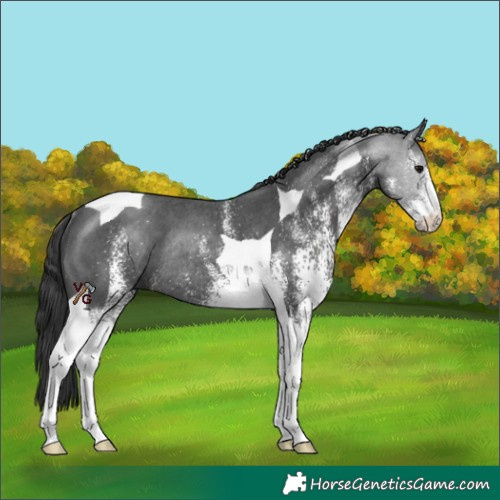 Horse Color:White Spotted Black Tobiano Rabicano 