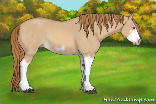 Horse Color:Red Dun Roan Splash Frame Rabicano 