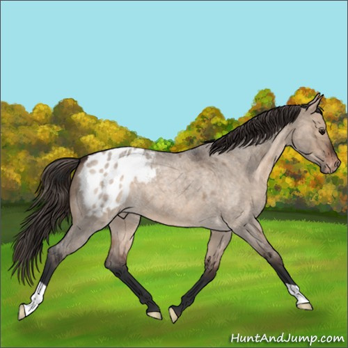 Horse Color:Brown Roan Dun Appaloosa 