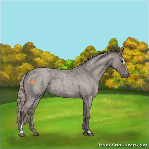 Horse Color:Silver Blue Roan Sabino 