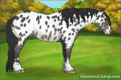 Horse Color:Black Sabino Appaloosa 
