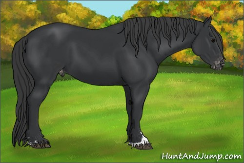 Horse Color:Black Sabino Appaloosa 