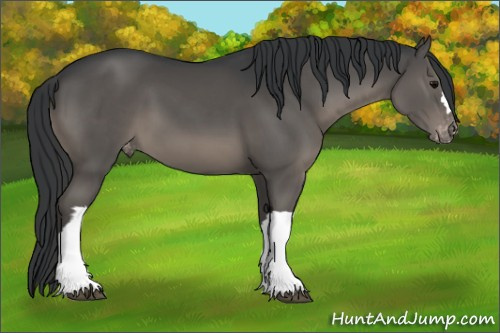 Horse Color:Black Appaloosa 