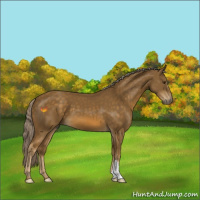 Horse Color:Chocolate Palomino 