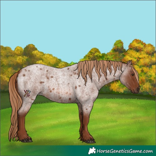 Horse Color:Red Roan 