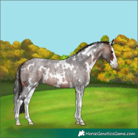 Horse Color:White Spotted Bay Roan Splash 