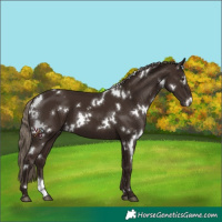 Horse Color:White Spotted Liver Chestnut 
