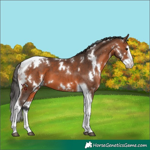 Horse Color:White Spotted Bay Splash Tobiano 