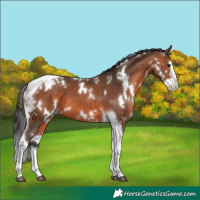 Horse Color:White Spotted Bay Splash Tobiano 