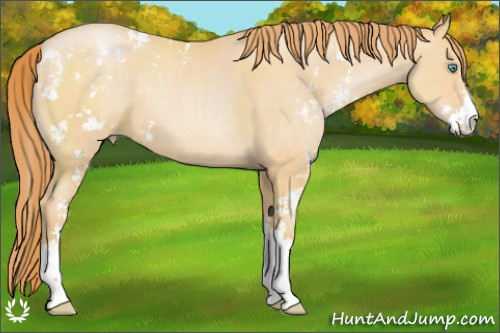 Horse Color:Buckskin Pearl Sabino