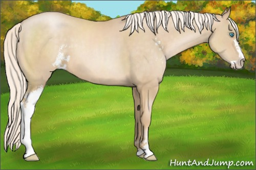 Horse Color:Palomino Pearl Sabino 