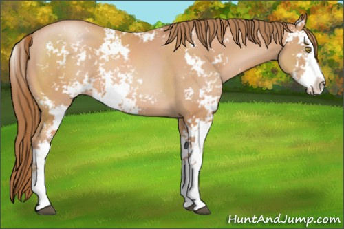 Horse Color:Brown Pearl Sabino 