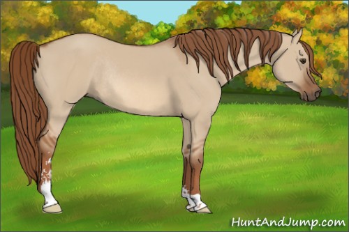 Horse Color:Red Dun Sabino Rabicano 