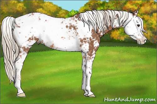 Horse Color:Chestnut Sabino Rabicano 