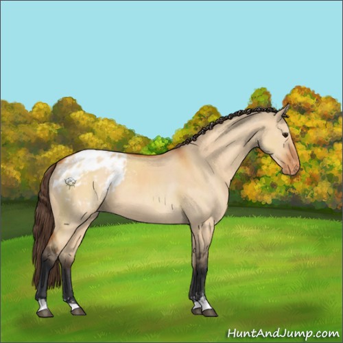 Horse Color:Bay Dun Sabino Appaloosa 