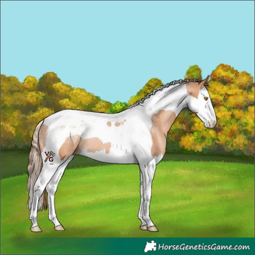 Horse Color:Brown Pearl Splash Tobiano Rabicano 