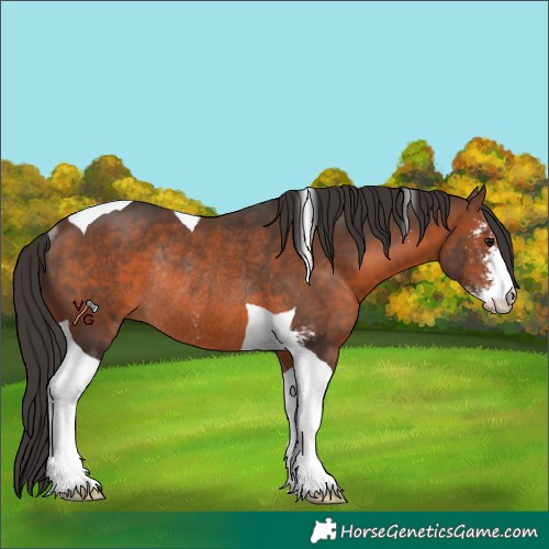 Horse Color:Brown Sabino Tobiano Rabicano