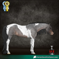 Horse Color:Brown Roan Tobiano Appaloosa 