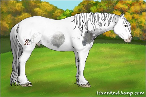 Horse Color:Black Sabino Splash Tobiano Rabicano 