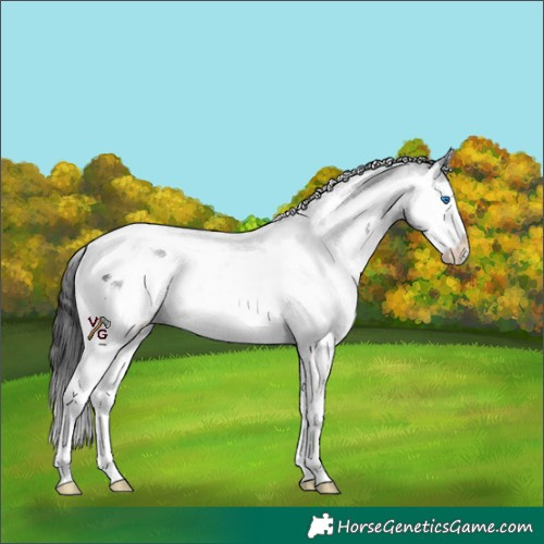 Horse Color:Black Splash Tobiano 