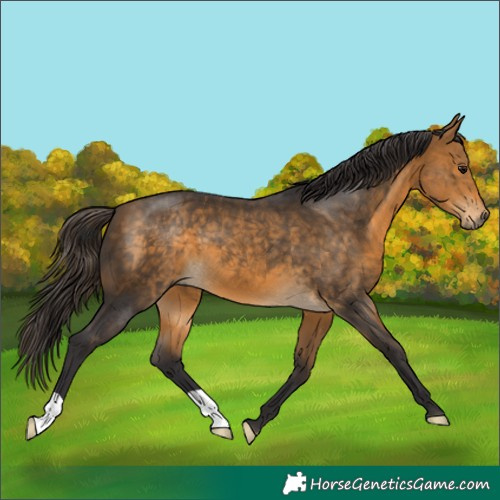 Horse Color:Buckskin 