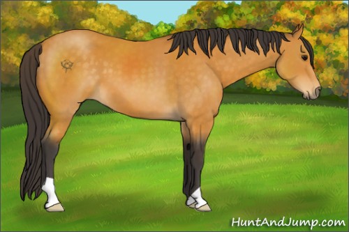Horse Color:Buckskin 