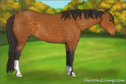 Horse Color:Buckskin 