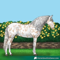 Horse Color:White Spotted Silver Brown Pearl Tobiano Frame Appaloosa Rabicano 