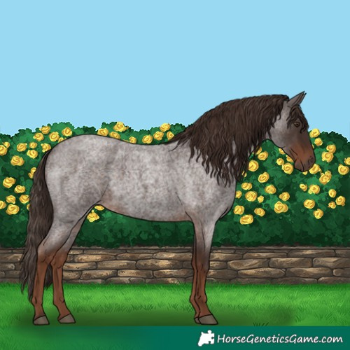 Horse Color:Liver Red Roan
