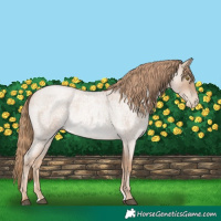 Horse Color:Red Roan Pearl 