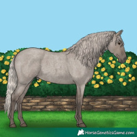 Horse Color:Silver Grullo Roan 