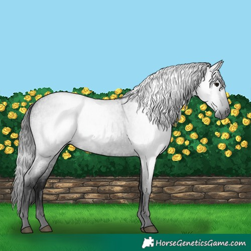 Horse Color:Gray Blue Roan