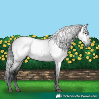 Horse Color:Gray Blue Roan 