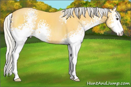 Horse Color:White Spotted Silver Buckskin