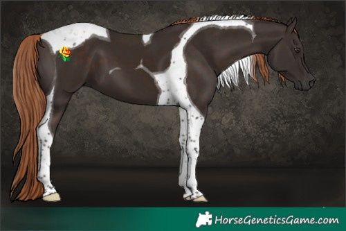 Horse Color:Liver Chestnut Tobiano 