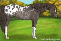 Horse Color:Smoky Black Blanket Rabicano 