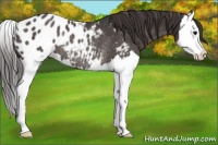 Horse Color:Smoky Black Splash Blanket Rabicano 