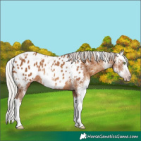 Horse Color:Gray Silver Classic Champagne Sabino Splash Appaloosa 
